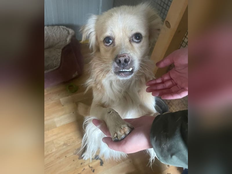 Leo - charmant mit Unterbiss ❤️