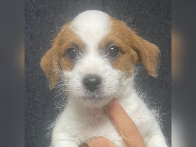 Wer möchte dem kleinen Flou ein Zuhause schenken?