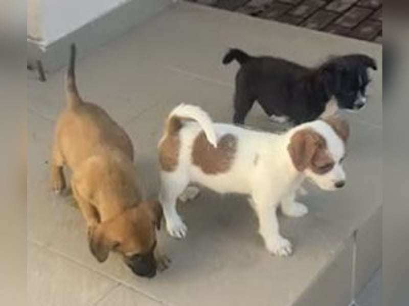 Wer möchte dem kleinen Flou ein Zuhause schenken?