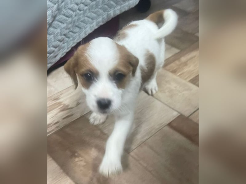 Wer möchte dem kleinen Flou ein Zuhause schenken?