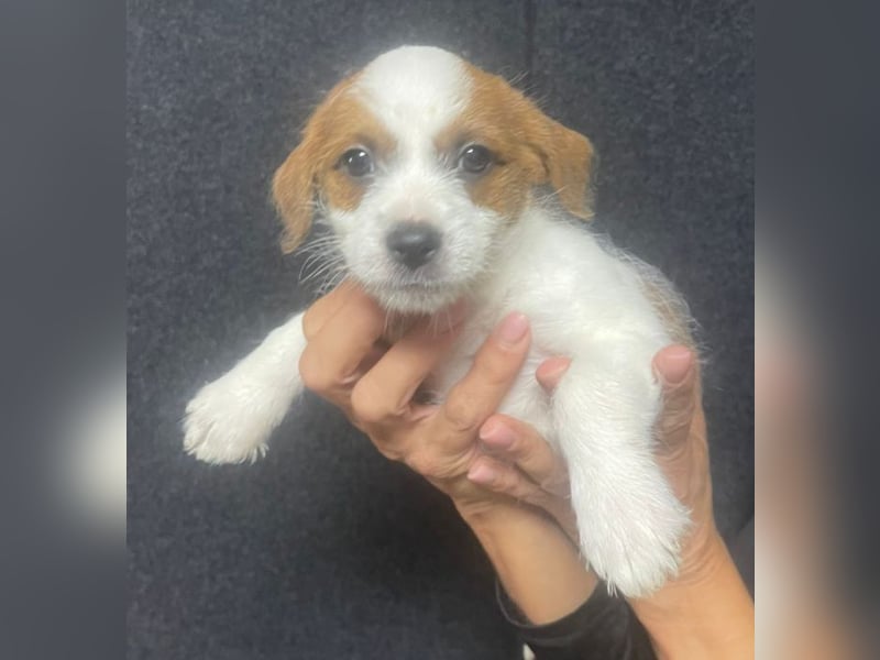 Wer möchte dem kleinen Flou ein Zuhause schenken?