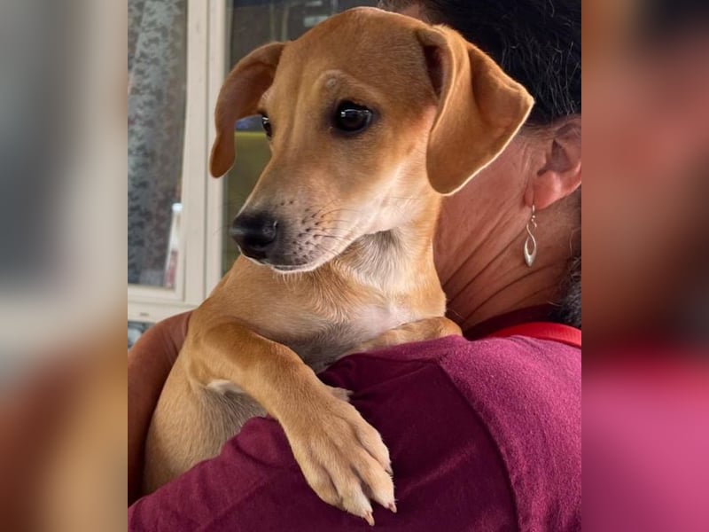 Tilly: 4 Pfötchen wollen dich begleiten