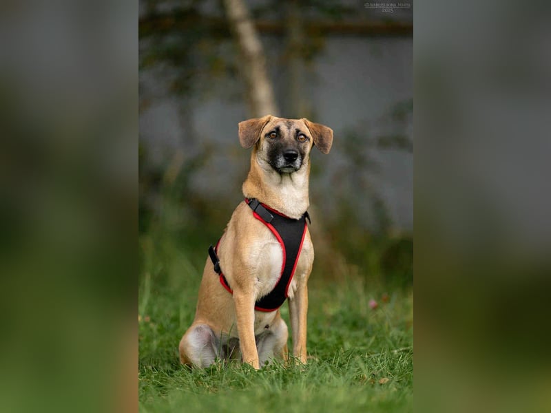 Fröhliche Lika sucht ihre Menschen