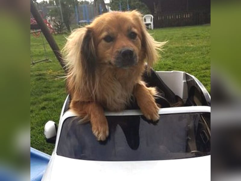 ROBY - bei Unbekanntem bin ich zurückhaltend, habe ich aber Vertrauen lasse ich mich gerne kraulen