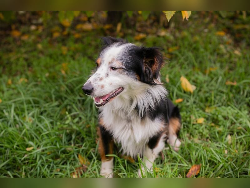 SCHMITTCHEN - der lustige und verspielte Rüde freut sich auf tolle Abenteuer mit seiner Familie