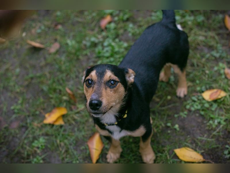 Chip-Nr. 257463 - schmusen, spielen, lernen - welche liebe Familie schenkt mir ihr Herz?