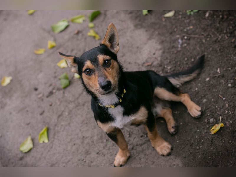 Chip-Nr. 257463 - schmusen, spielen, lernen - welche liebe Familie schenkt mir ihr Herz?