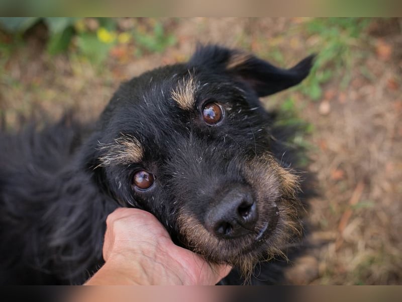 GAUDI - ich möchte so gerne ein richtiger Familienhund sein!