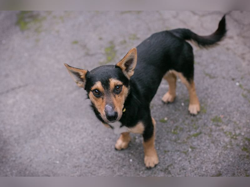 Chip-Nr. 257463 - schmusen, spielen, lernen - welche liebe Familie schenkt mir ihr Herz?