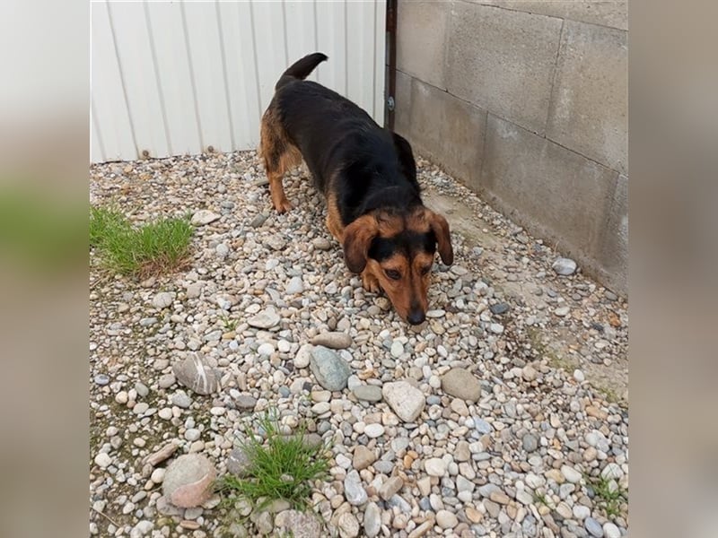 TESSO - wer verliebt sich in den aufgeschlossenen und unkomplizierten Rüden?