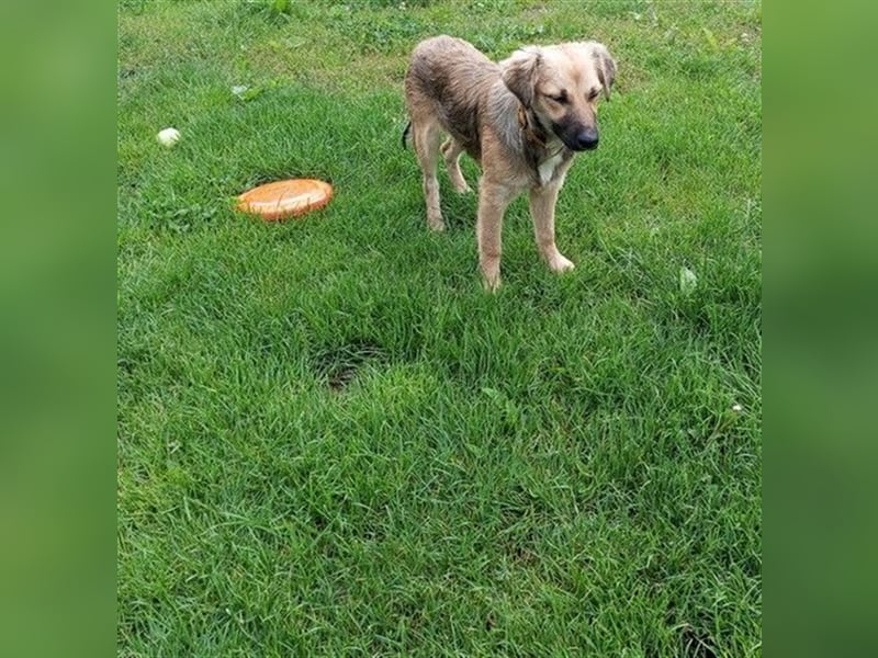 TILLY - wer schenkt mir ein schönes Für-Immer Zuhause?