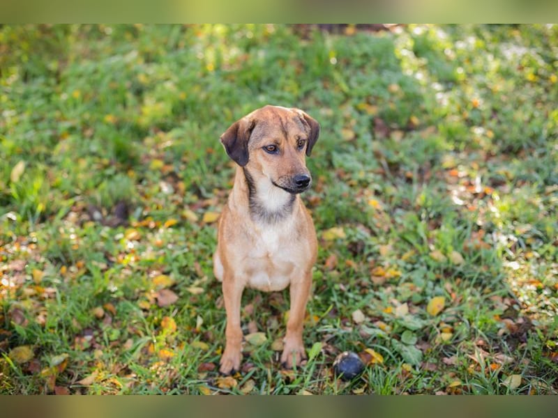 Chip-Nr. 257126  - ich suche einen Namen und am besten auch gleich eine eigene Familie