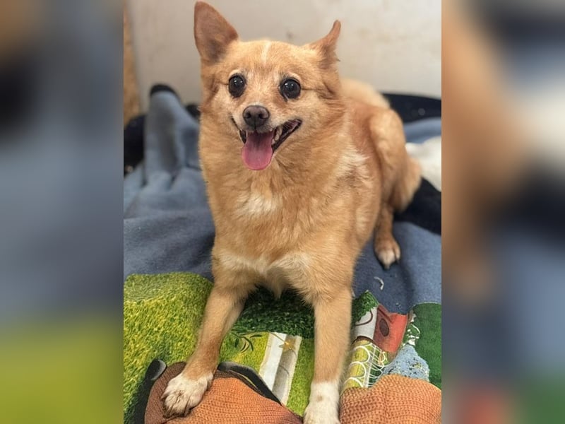 SELLY - die kleine Maus träumt von einem liebevollen Für-Immer Zuhause!