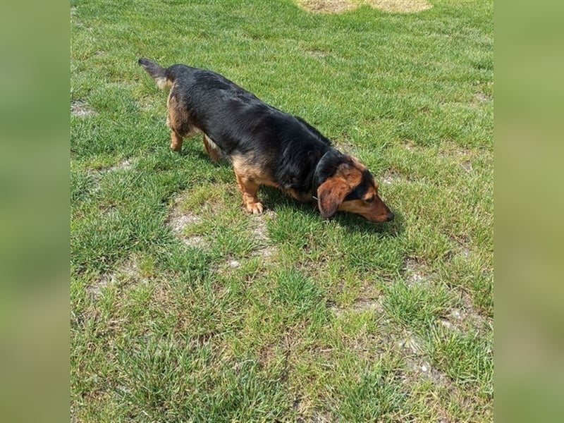 TESSO - wer verliebt sich in den aufgeschlossenen und unkomplizierten Rüden?