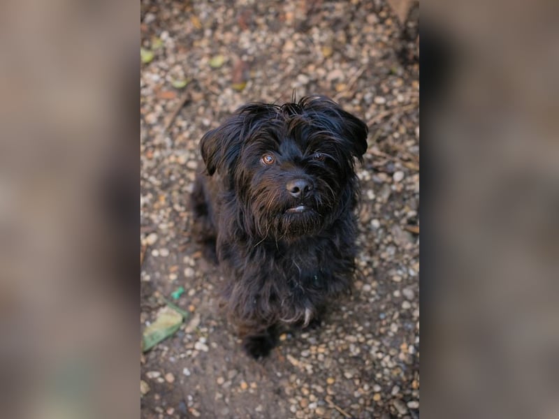 CAYO - ich freue mich auf tolle Abenteuer mit meinen Menschen!