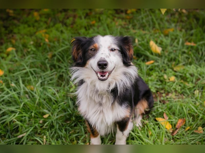 SCHMITTCHEN - der lustige und verspielte Rüde freut sich auf tolle Abenteuer mit seiner Familie