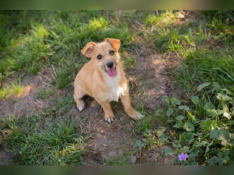 Welpe EMMA - die aufgeweckte kleine Maus freut sich auf ein tolles Für-Immer Zuhause Welpe EMMA - die aufgeweckte kleine Maus freut sich auf ein tolles Für-Immer Zuhause
