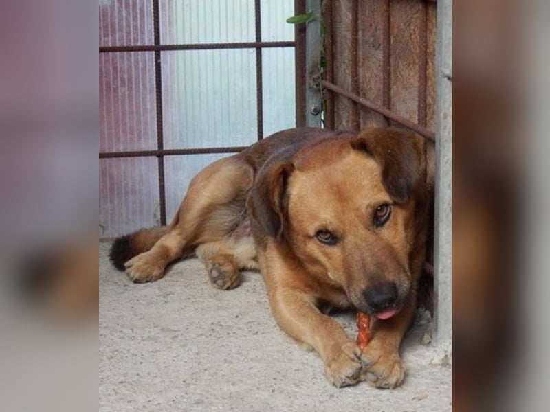 YON - der hübsche Rüde hat einen etwas schwierigen Charakter - wer gibt ihm eine Chance?