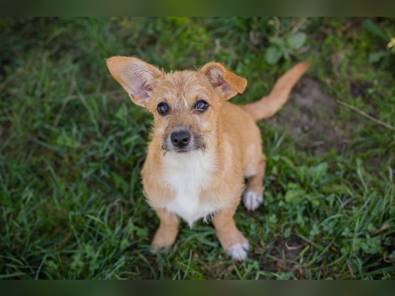 Welpe EMMA - die aufgeweckte kleine Maus freut sich auf ein tolles Für-Immer Zuhause Welpe EMMA - die aufgeweckte kleine Maus freut sich auf ein tolles Für-Immer Zuhause