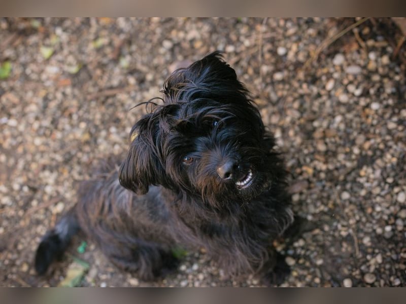 CAYO  - ich freue mich auf tolle Abenteuer mit meinen Menschen!