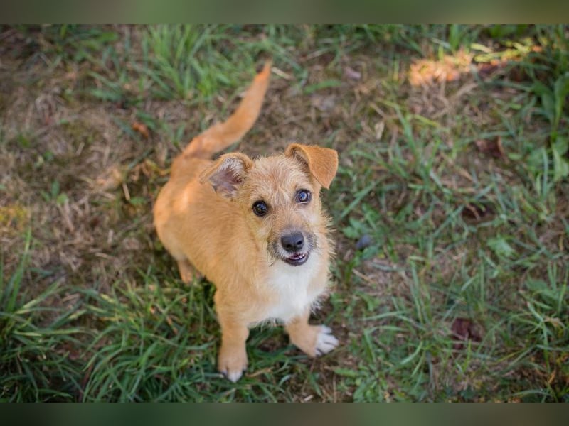 Welpe EMMA - die aufgeweckte kleine Maus freut sich auf ein tolles Für-Immer Zuhause Welpe EMMA - die aufgeweckte kleine Maus freut sich auf ein tolles Für-Immer Zuhause