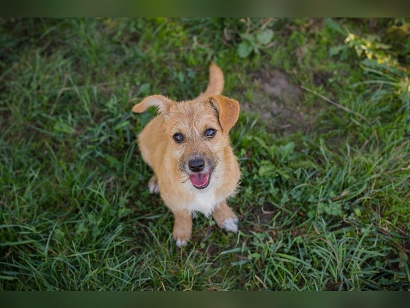 Welpe EMMA - die aufgeweckte kleine Maus freut sich auf ein tolles Für-Immer Zuhause Welpe EMMA - die aufgeweckte kleine Maus freut sich auf ein tolles Für-Immer Zuhause