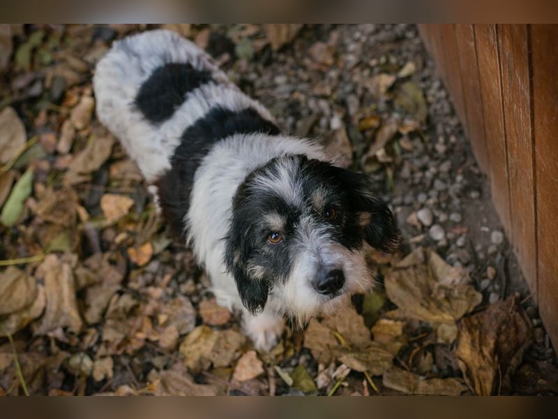 Chip-Nr- 255536 - schmusen, lernen, spielen... ich warte sehnsüchtig auf ein eigenes Zuhause