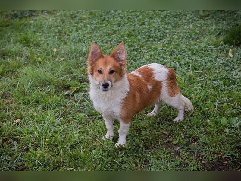 JOCKEL - ich suche ein liebevolles Für-Immer Zuhause, in dem ich geliebt und umsorgt werde...