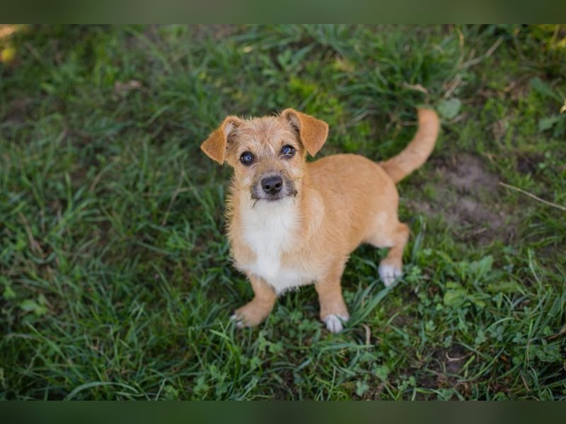 Welpe EMMA - die aufgeweckte kleine Maus freut sich auf ein tolles Für-Immer Zuhause Welpe EMMA - die aufgeweckte kleine Maus freut sich auf ein tolles Für-Immer Zuhause