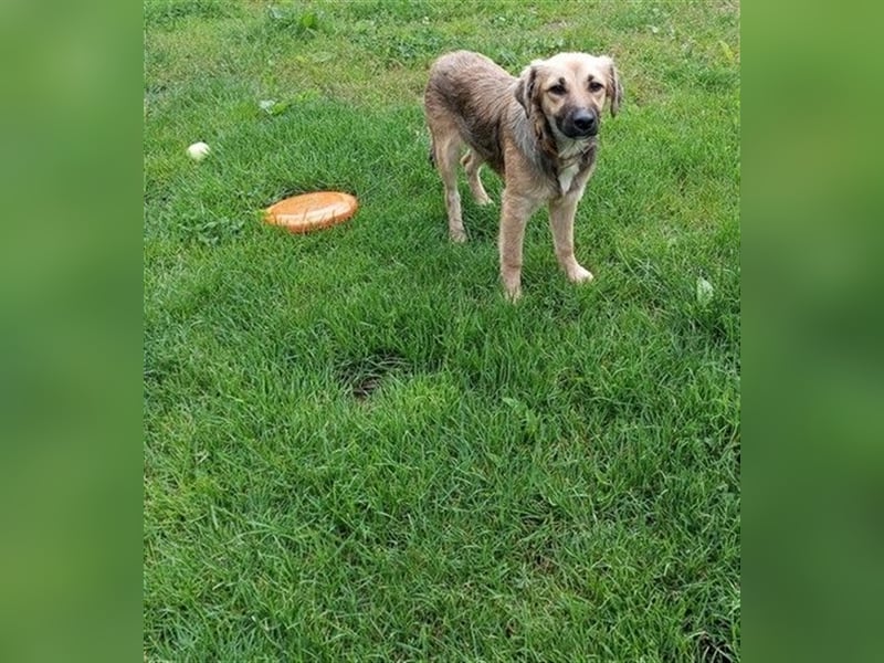 TILLY - wer schenkt mir ein schönes Für-Immer Zuhause?