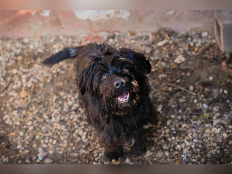 CAYO - ich freue mich auf tolle Abenteuer mit meinen Menschen!