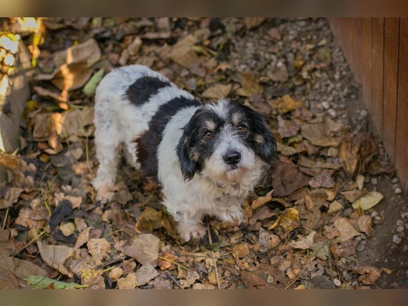 Chip-Nr- 255536 - schmusen, lernen, spielen... ich warte sehnsüchtig auf ein eigenes Zuhause