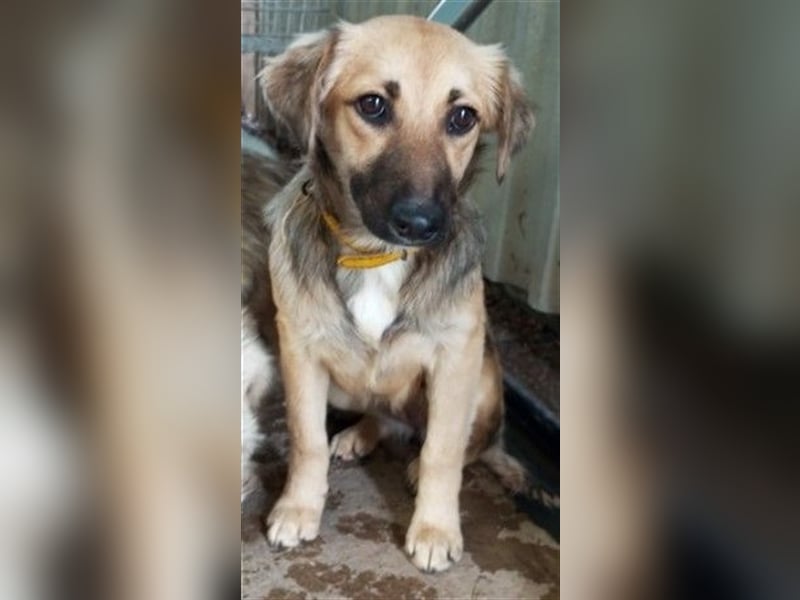 TILLY - wer schenkt mir ein schönes Für-Immer Zuhause?