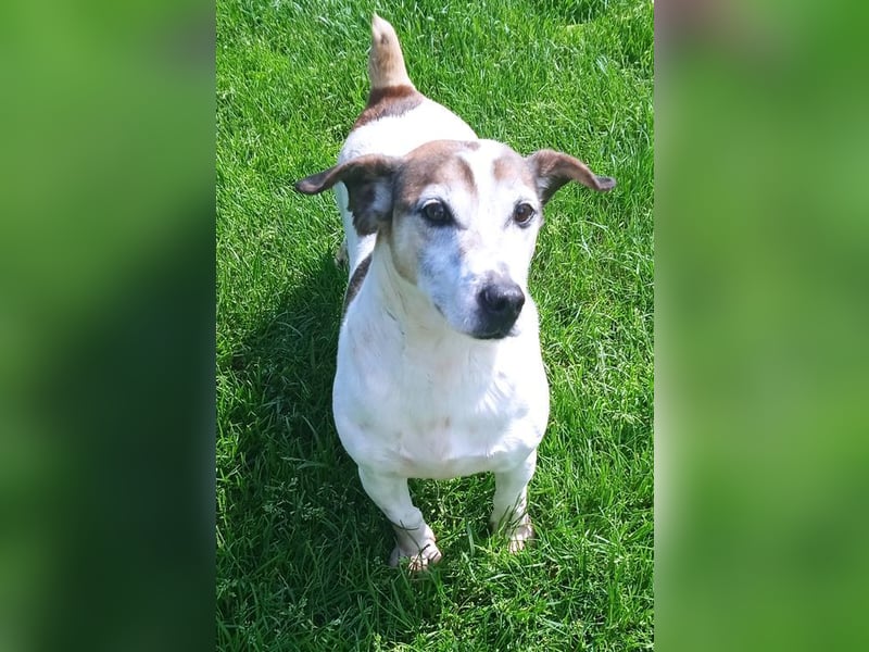 JORDI - lebhafter, unerschrockener und selbstbewusster Jagdhund-Mix sucht erfahrene Menschen