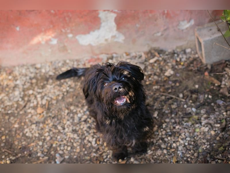 CAYO  - ich freue mich auf tolle Abenteuer mit meinen Menschen!