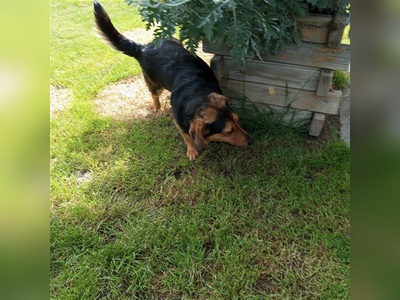 TESSO - wer verliebt sich in den aufgeschlossenen und unkomplizierten Rüden?