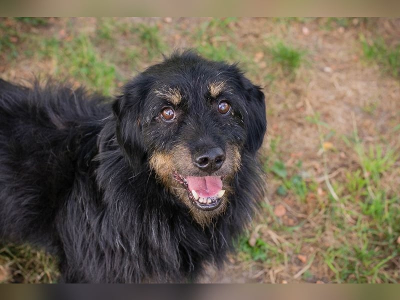 GAUDI - ich möchte so gerne ein richtiger Familienhund sein!