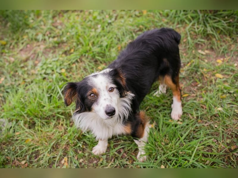 SCHMITTCHEN - der lustige und verspielte Rüde freut sich auf tolle Abenteuer mit seiner Familie