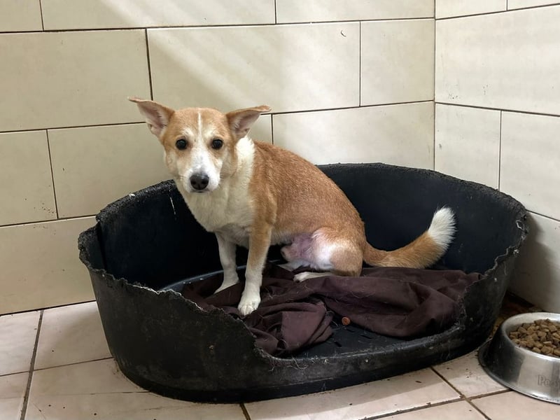 INTI - der süße Rüde ist noch etwas schüchtern und sucht eine geduldige Familie