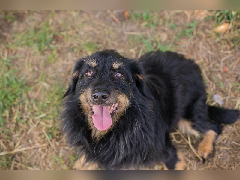 GAUDI - ich möchte so gerne ein richtiger Familienhund sein!