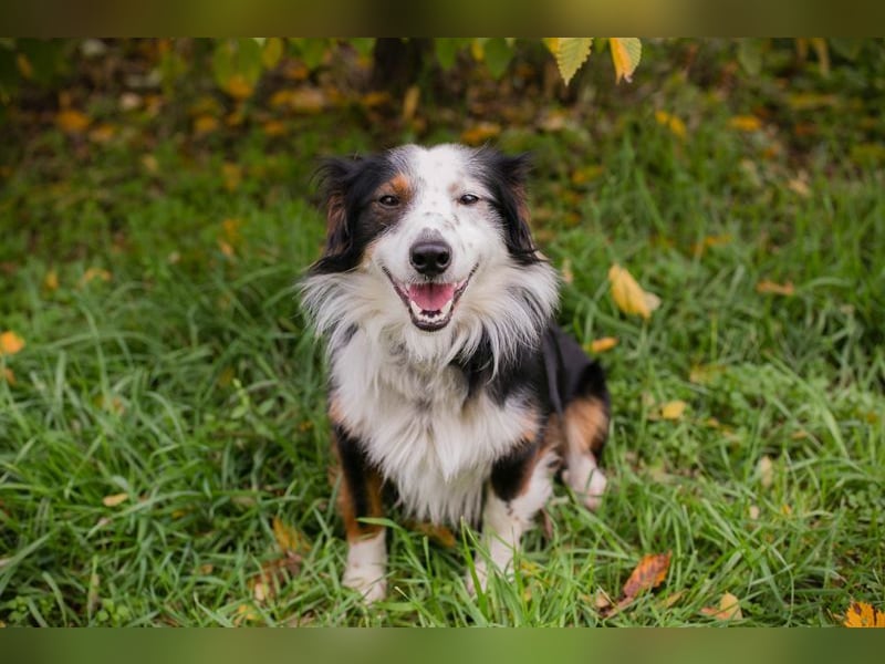 SCHMITTCHEN - der lustige und verspielte Rüde freut sich auf tolle Abenteuer mit seiner Familie