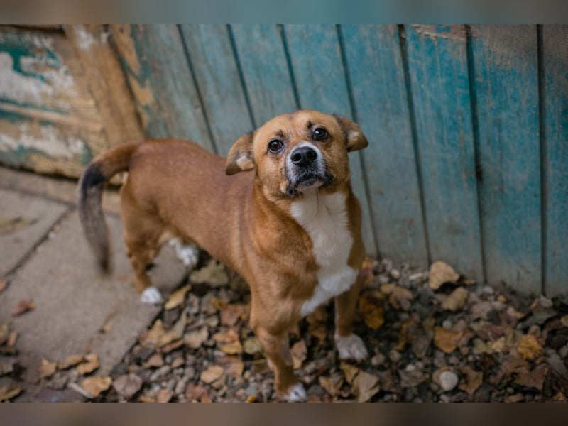 Chip 123494  - ich freue mich auf meine eigene Familie!