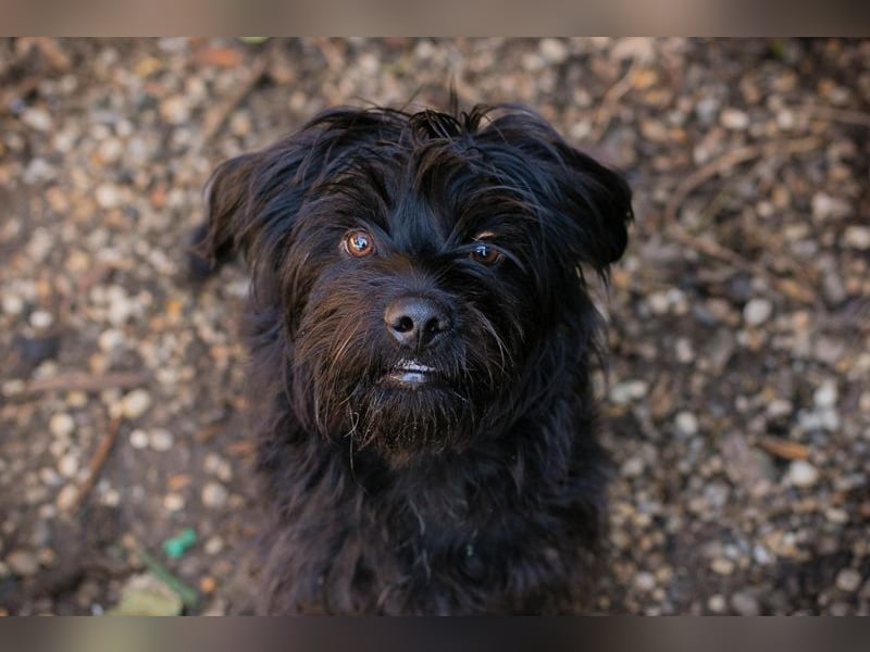 CAYO - ich freue mich auf tolle Abenteuer mit meinen Menschen!