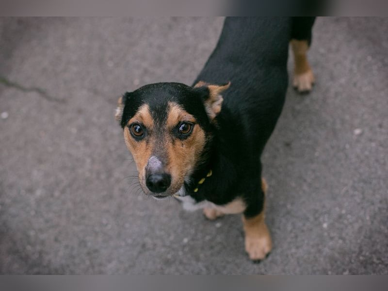 Chip-Nr. 257463 - schmusen, spielen, lernen - welche liebe Familie schenkt mir ihr Herz?