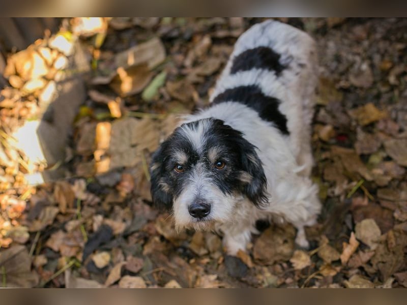 Chip-Nr- 255536 - schmusen, lernen, spielen... ich warte sehnsüchtig auf ein eigenes Zuhause