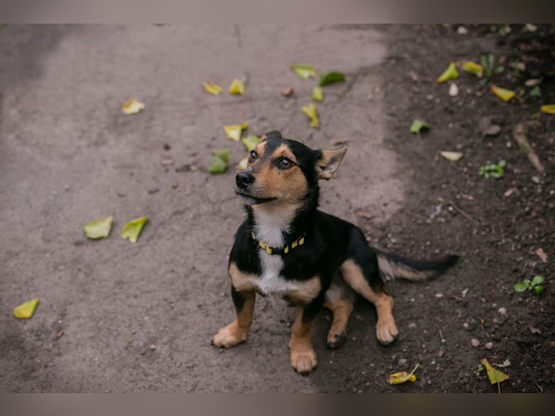 Chip-Nr. 257463 - schmusen, spielen, lernen - welche liebe Familie schenkt mir ihr Herz?