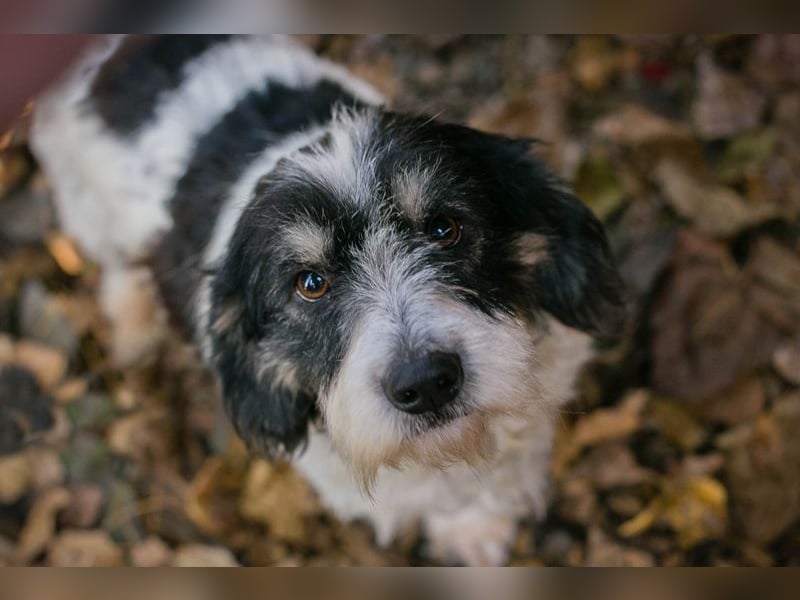 Chip-Nr- 255536 - schmusen, lernen, spielen... ich warte sehnsüchtig auf ein eigenes Zuhause