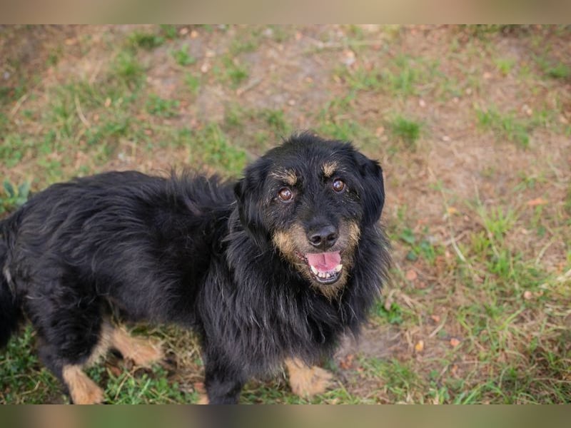 GAUDI - ich möchte so gerne ein richtiger Familienhund sein!
