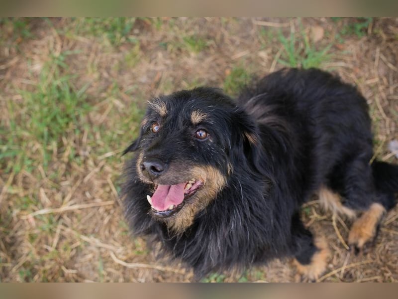 GAUDI - ich möchte so gerne ein richtiger Familienhund sein!