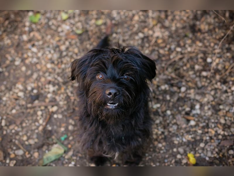 CAYO  - ich freue mich auf tolle Abenteuer mit meinen Menschen!